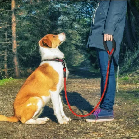 Guinzaglio riflettente per cani, guinzaglio in nylon per cani di piccola - My Hashtag Shop