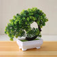 Small Tree Grass Flower Potted Bonsai Home Office Decor. Liebe - Making Life Easier