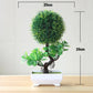 Small Tree Grass Flower Potted Bonsai Home Office Decor. Liebe - Making Life Easier