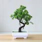 Small Tree Grass Flower Potted Bonsai Home Office Decor. Liebe - Making Life Easier