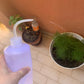 pezzi piante sprinkler spremere bottiglie spray bollitore annaffiatoio per fiori piante grasse cucina irrigazione attrezzi da giardinaggio