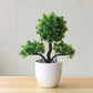Small Tree Grass Flower Potted Bonsai Home Office Decor. Liebe - Making Life Easier