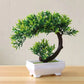 Small Tree Grass Flower Potted Bonsai Home Office Decor. Liebe - Making Life Easier